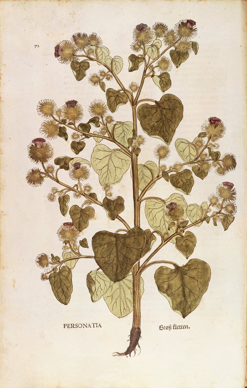 Büyük Dulavratotu - Arctium lappa (Personatia) Leonhart Fuchs tarafından De historia stirpium commentarii insignes (Bitkilerin Tarihi Üzerine Önemli Yorumlar), renkli gravür by Leonhard Fuchs