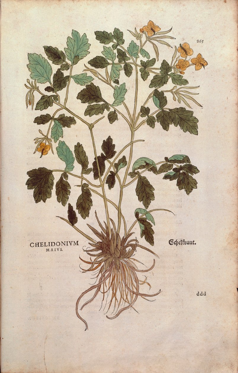Büyük kırlangıçotu (Chelidonium majus) Leonhart Fuchs tarafından De historia stirpium commentarii insignes (Bitkilerin Tarihi Üzerine Önemli Yorumlar) renkli gravür by Leonhard Fuchs
