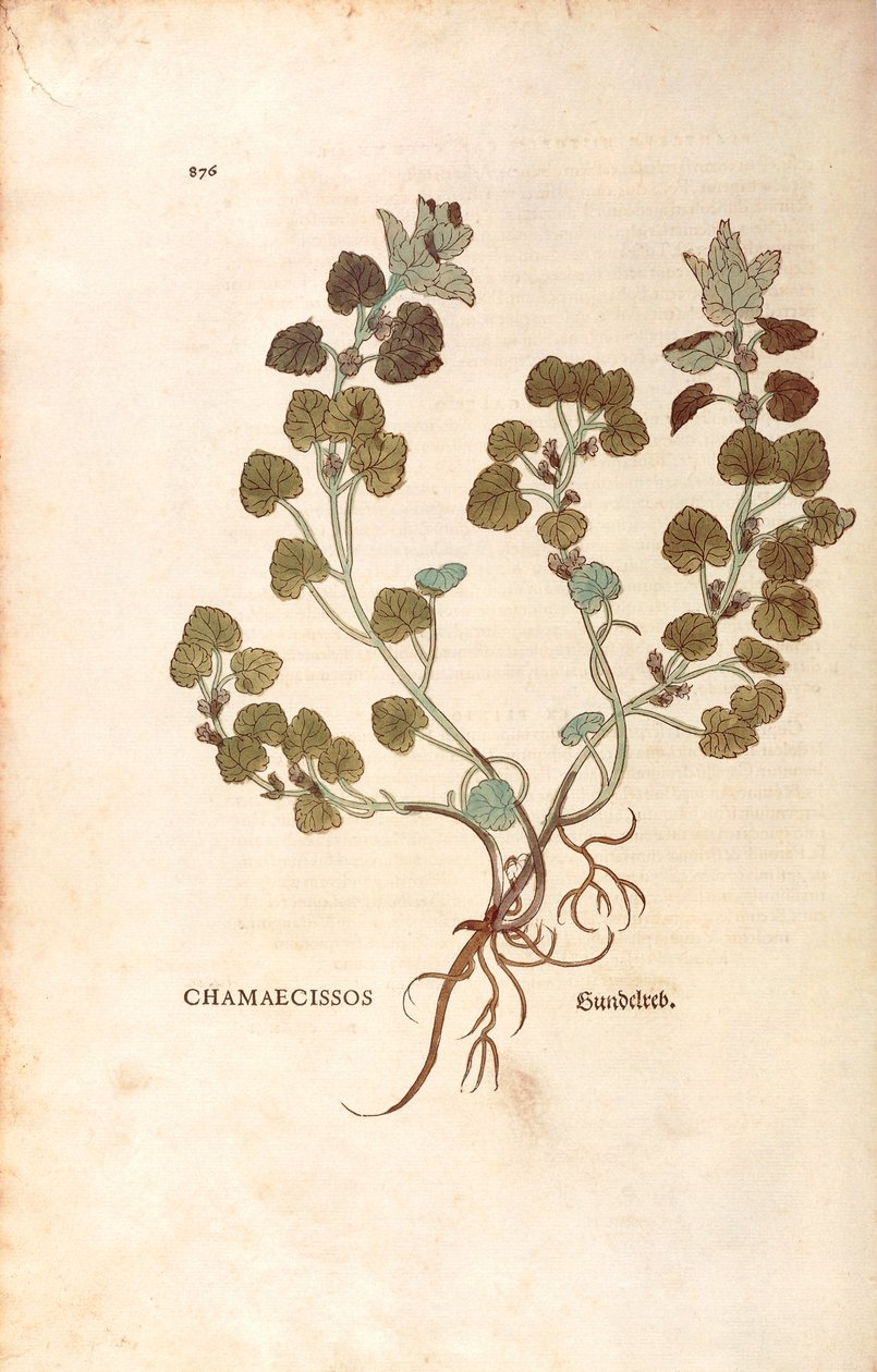 Yer sarmaşığı - Glechoma hederacea (Chamaecissos), Leonhart Fuchs tarafından De historia stirpium commentarii insignes (Bitkilerin Tarihi Üzerine Önemli Yorumlar), renkli gravür by Leonhard Fuchs