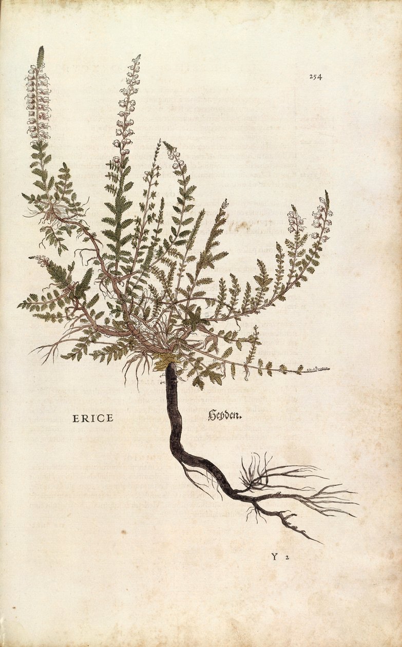 Heather - Calluna vulgaris (Erice), Leonhart Fuchs