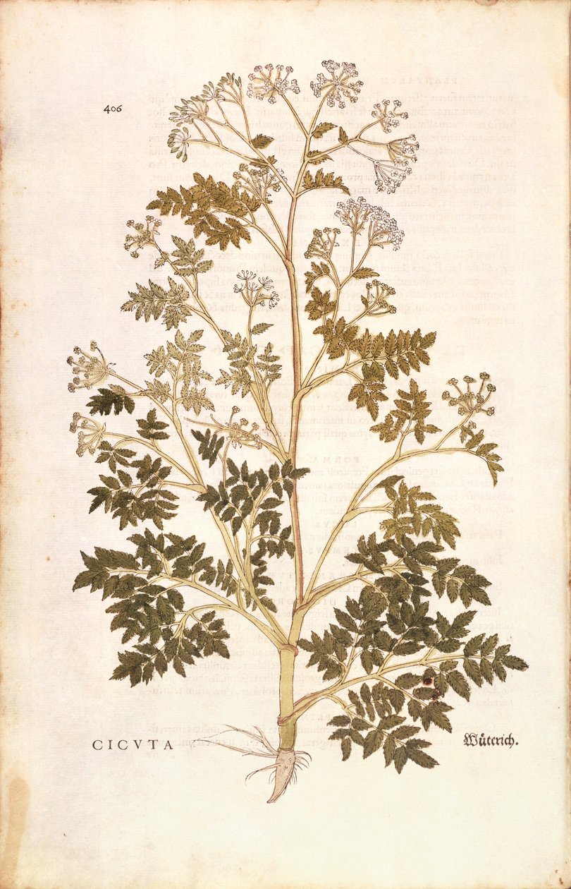 Baldıran otu - Conium maculatum (Cicuta), Leonhart Fuchs tarafından De historia stirpium commentarii insignes (Bitkilerin Tarihi Üzerine Önemli Yorumlar), renkli gravür by Leonhard Fuchs