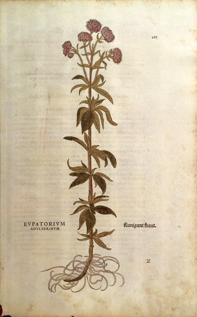 Hemp-agrimony - Eupatorium cannabinum (Eupatorium adulterinum), Leonhart Fuchs