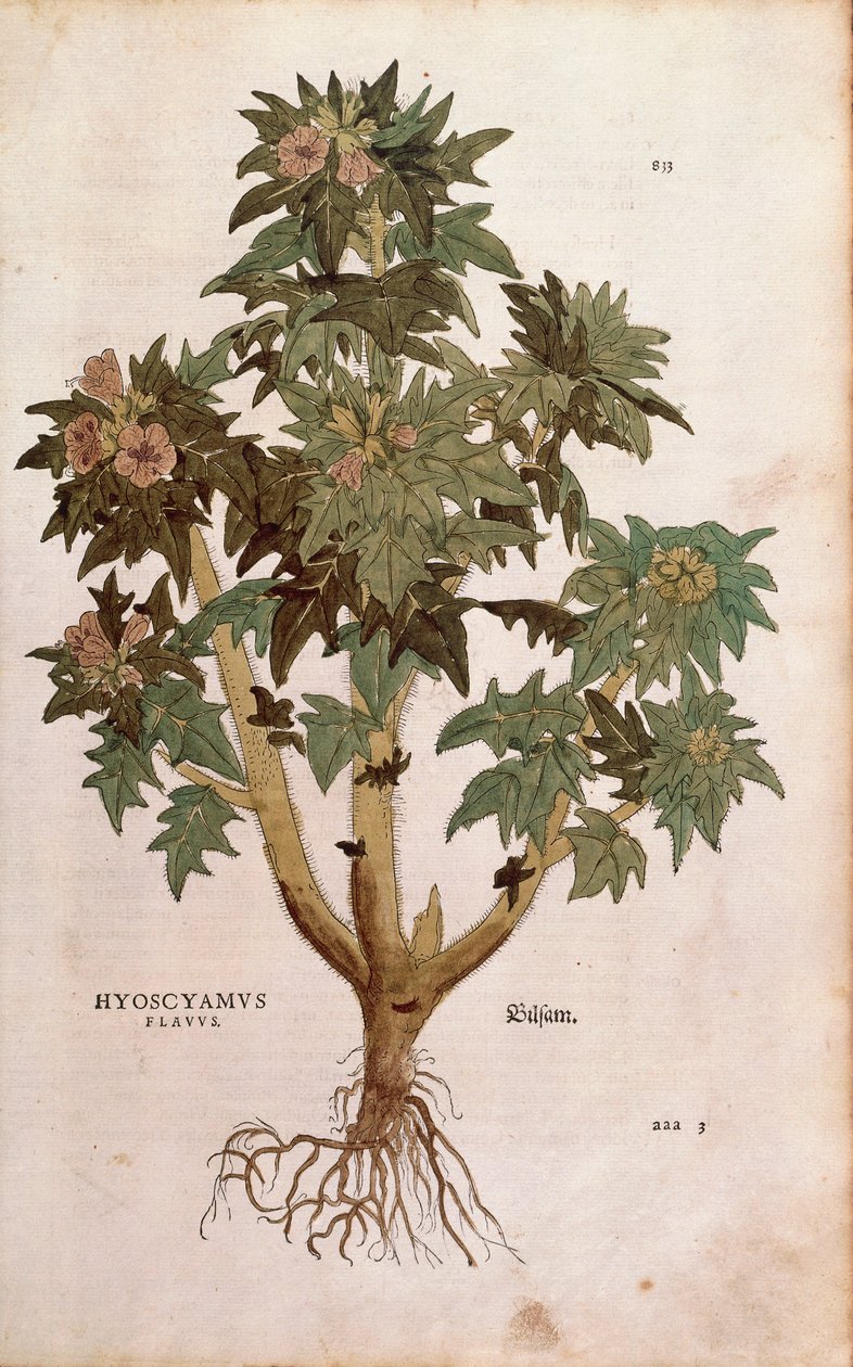 Henbane - Hyoscyamus niger (Hyoscyamus flavus) Leonhart Fuchs tarafından De historia stirpium commentarii insignes (Bitkilerin Tarihi Üzerine Önemli Yorumlar) renkli gravür by Leonhard Fuchs
