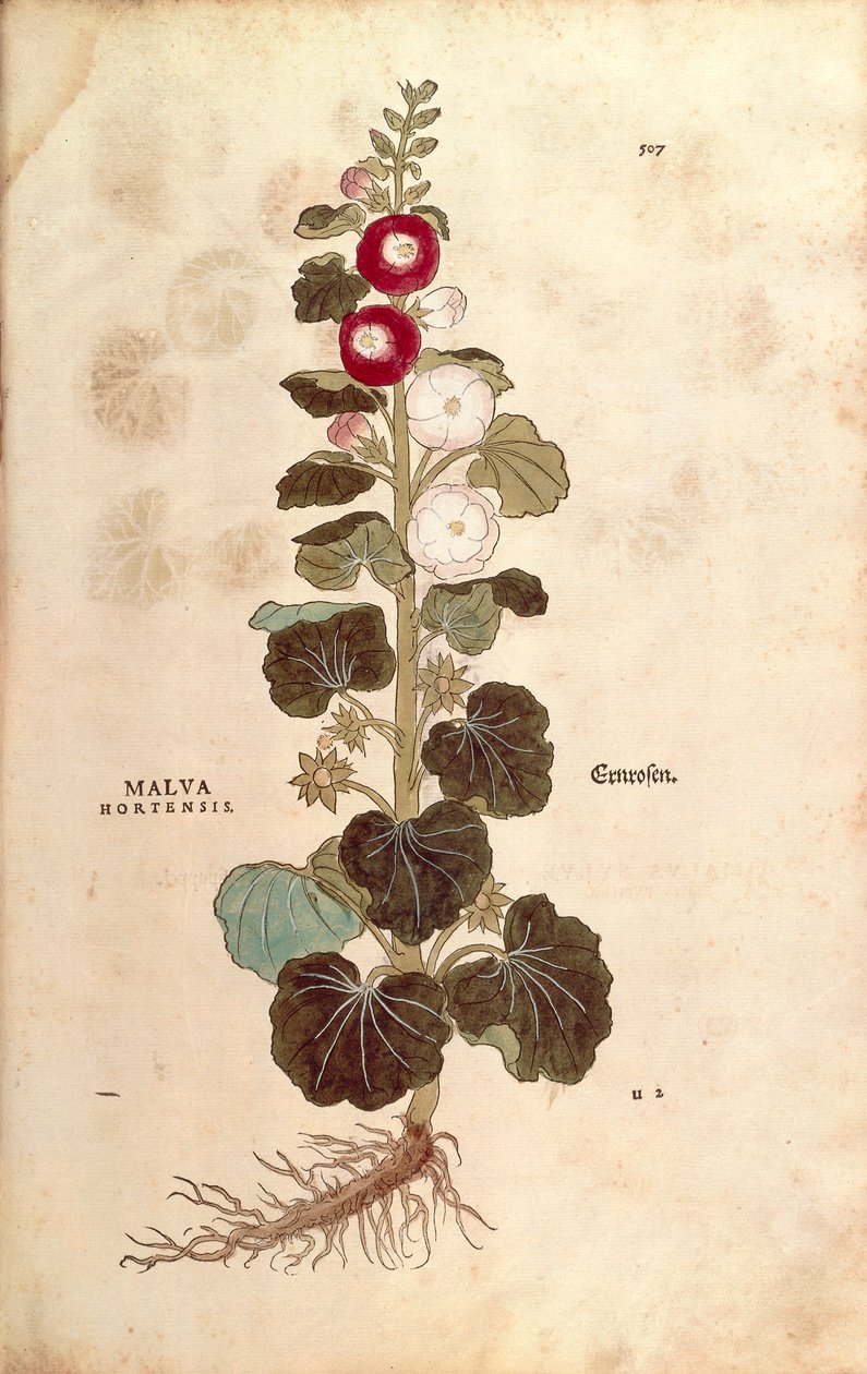 Hollyhock - Malvaceae - Alcea (Malva hortensis) Leonhart Fuchs tarafından De historia stirpium commentarii insignes (Bitkilerin Tarihi Üzerine Önemli Yorumlar) renkli gravür by Leonhard Fuchs