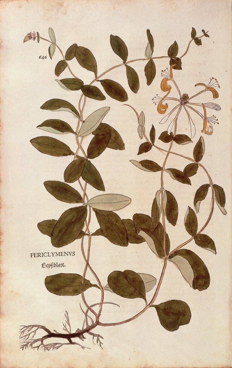 Hanımeli (Lonicera periclymenum) Leonhart Fuchs tarafından De historia stirpium commentarii insignes (Bitkilerin Tarihi Üzerine Önemli Yorumlar), renkli gravür by Leonhard Fuchs