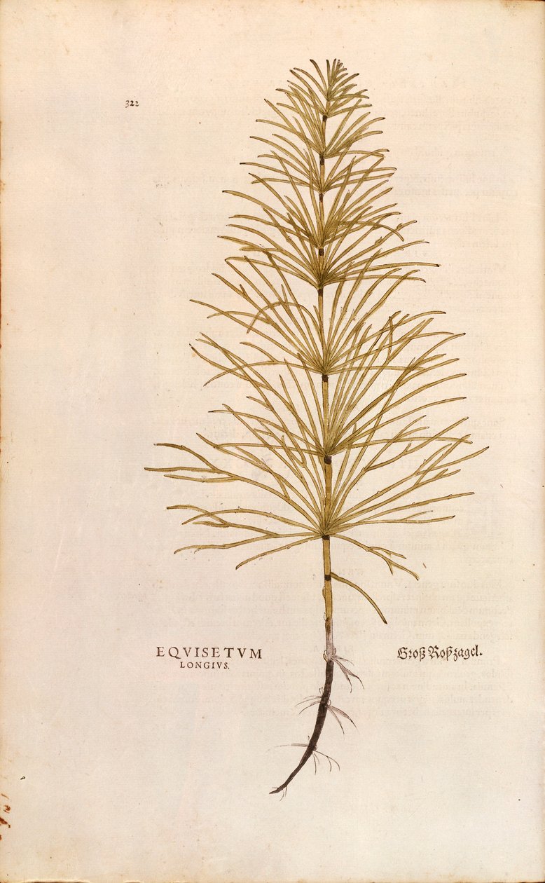 Atkuyruğu - Equisetum arvense (Equisetum arvense), Leonhart Fuchs tarafından Bitkilerin Tarihinden (Bitkilerin Tarihi Üzerine Önemli Yorumlar), renkli gravür by Leonhard Fuchs