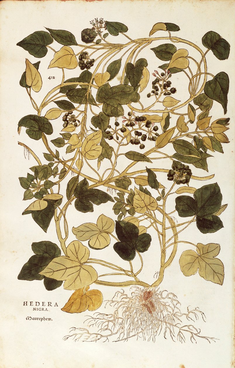 Ivy (Hedera helix nigra aurea) Leonhart Fuchs tarafından De historia stirpium commentarii insignes (Bitkilerin Tarihi Üzerine Önemli Yorumlar), renkli gravür by Leonhard Fuchs