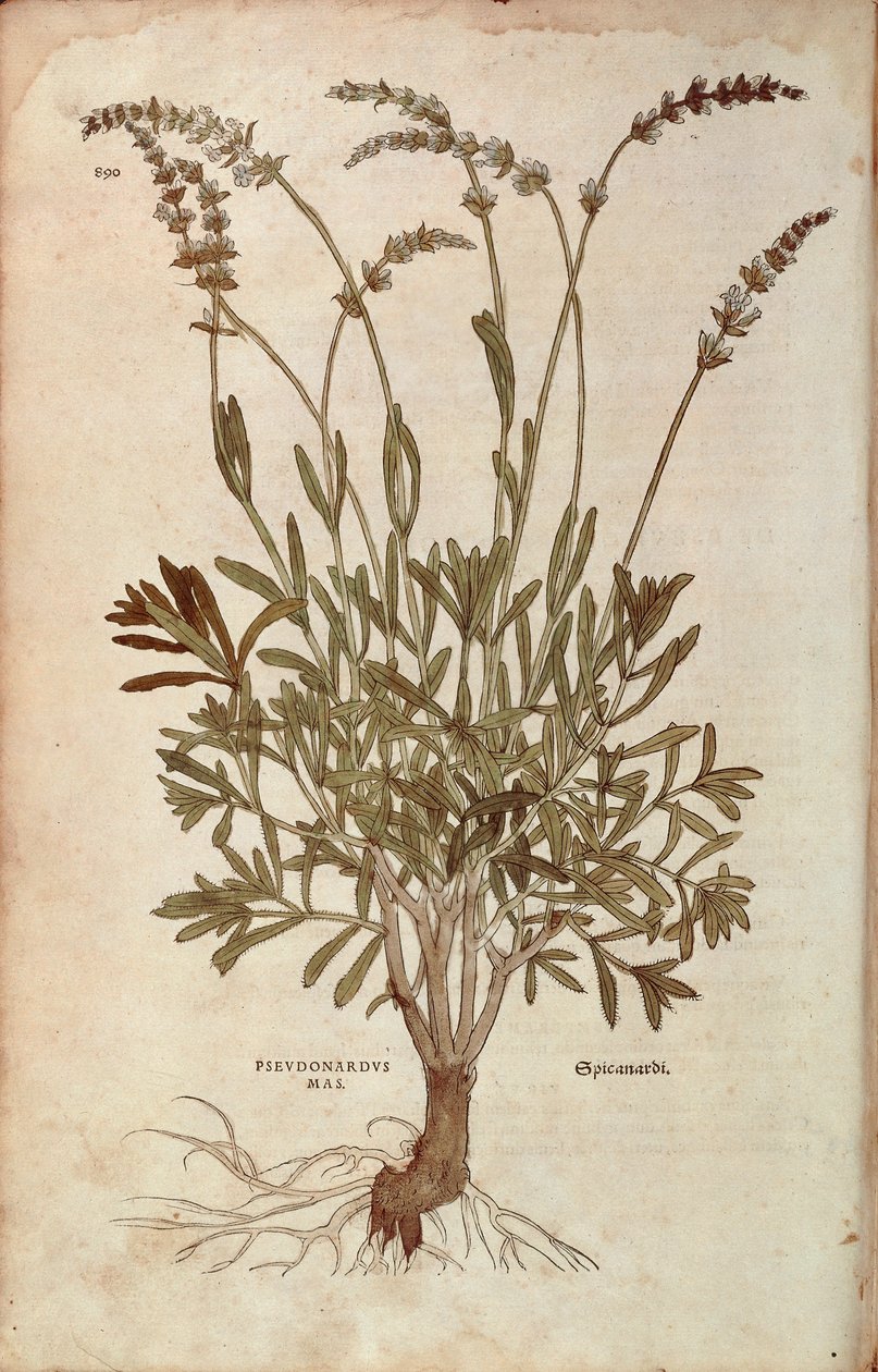Lavanta - Lavandula spica (Pseudonardus mas), Leonhart Fuchs tarafından De historia stirpium commentarii insignes (Bitkilerin Tarihi Üzerine Önemli Yorumlar), renkli gravür by Leonhard Fuchs