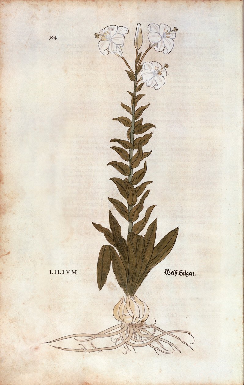 Lily (Lilium)De historia stirpium commentarii insignes