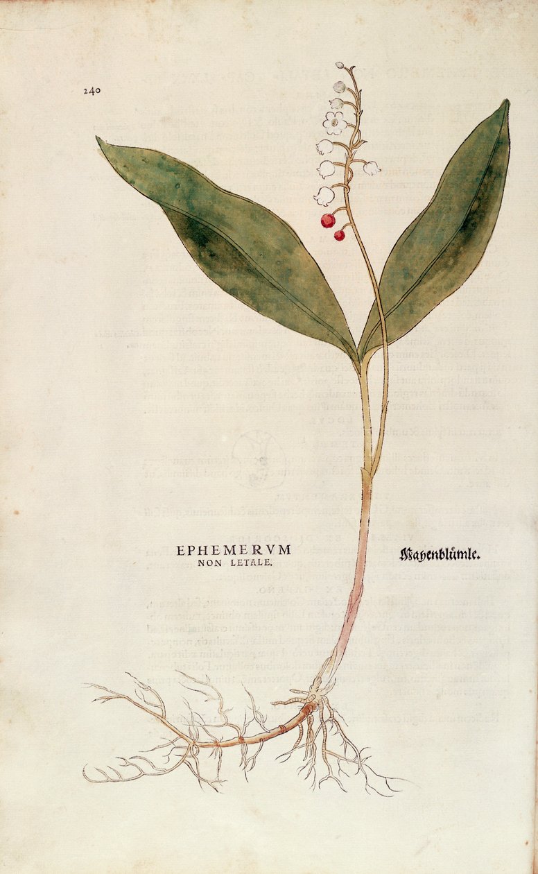 Vadideki Zambak - Convallaria majalis (Ephemerum non letale), Leonhart Fuchs tarafından De historia stirpium commentarii insignes (Bitkilerin Tarihi Üzerine Önemli Yorumlar), renkli gravür by Leonhard Fuchs