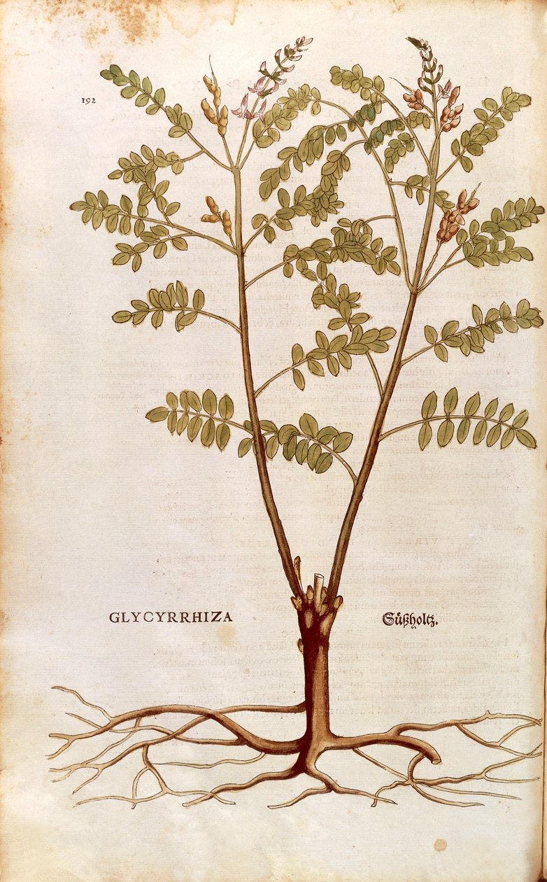 Meyan kökü veya meyan kökü (Glycyrrhiza glabra) Leonhart Fuchs tarafından De historia stirpium commentarii insignes (Bitkilerin Tarihi Üzerine Önemli Yorumlar) renkli gravür by Leonhard Fuchs