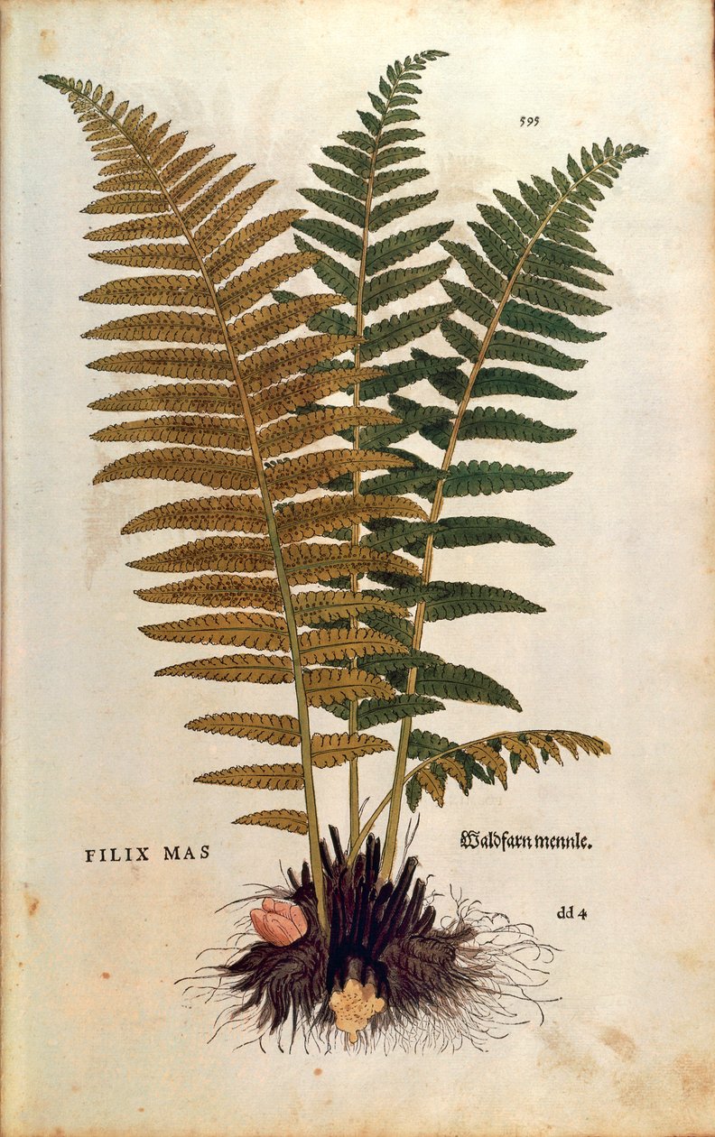 Erkek eğreltiotu (Dryopteris filix-mas), Leonhart Fuchs tarafından De historia stirpium commentarii insignes (Bitkilerin Tarihi Üzerine Önemli Yorumlar) renkli gravür by Leonhard Fuchs