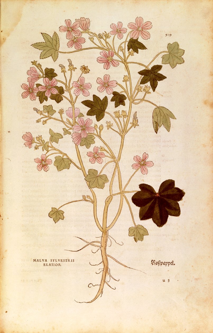 Ebegümeci (Malva sylvestris elatior), Leonhart Fuchs tarafından De historia stirpium commentarii insignes (Bitkilerin Tarihi Üzerine Önemli Yorumlar), renkli gravür by Leonhard Fuchs
