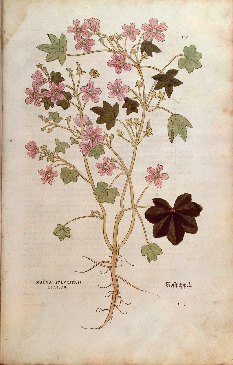 Ebegümeci (Malva sylvestris elatior), Leonhart Fuchs tarafından De historia stirpium commentarii insignes (Bitkilerin Tarihi Üzerine Önemli Yorumlar), renkli gravür by Leonhard Fuchs