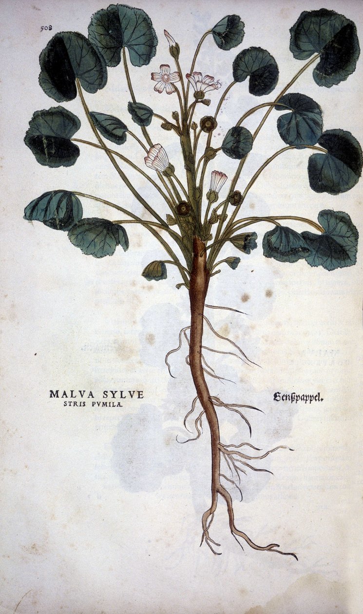 Malva Sylvestre (Büyük Mor) - Leonhart Fuchs