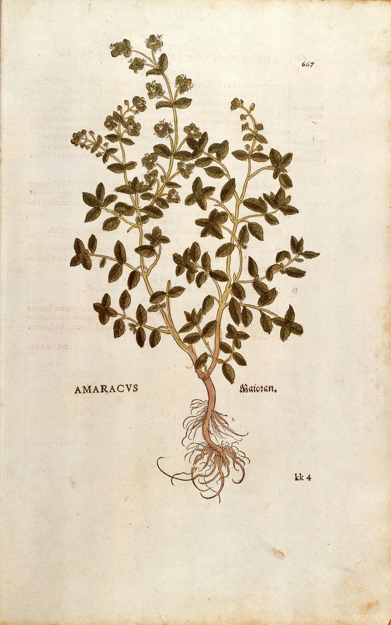 Mercanköşk - Origanum majorana (Amarakus) Leonhart Fuchs tarafından De historia stirpium commentarii insignes (Bitkilerin Tarihi Üzerine Önemli Yorumlar) renkli gravür by Leonhard Fuchs