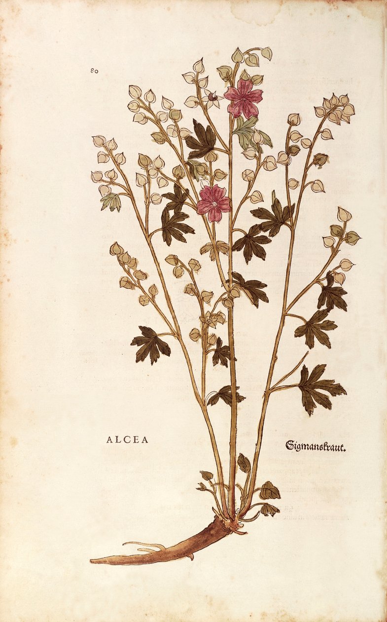 Marshmallow - Althaea, Leonhart Fuchs tarafından De historia stirpium commentarii insignes (Bitkilerin Tarihi Üzerine Önemli Yorumlar) renkli gravürden by Leonhard Fuchs