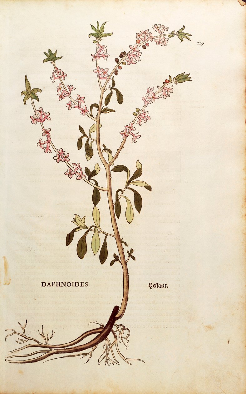 Mezereon - Daphne mezereum (Daphnoides) tarafından De historia stirpium commentarii insignes