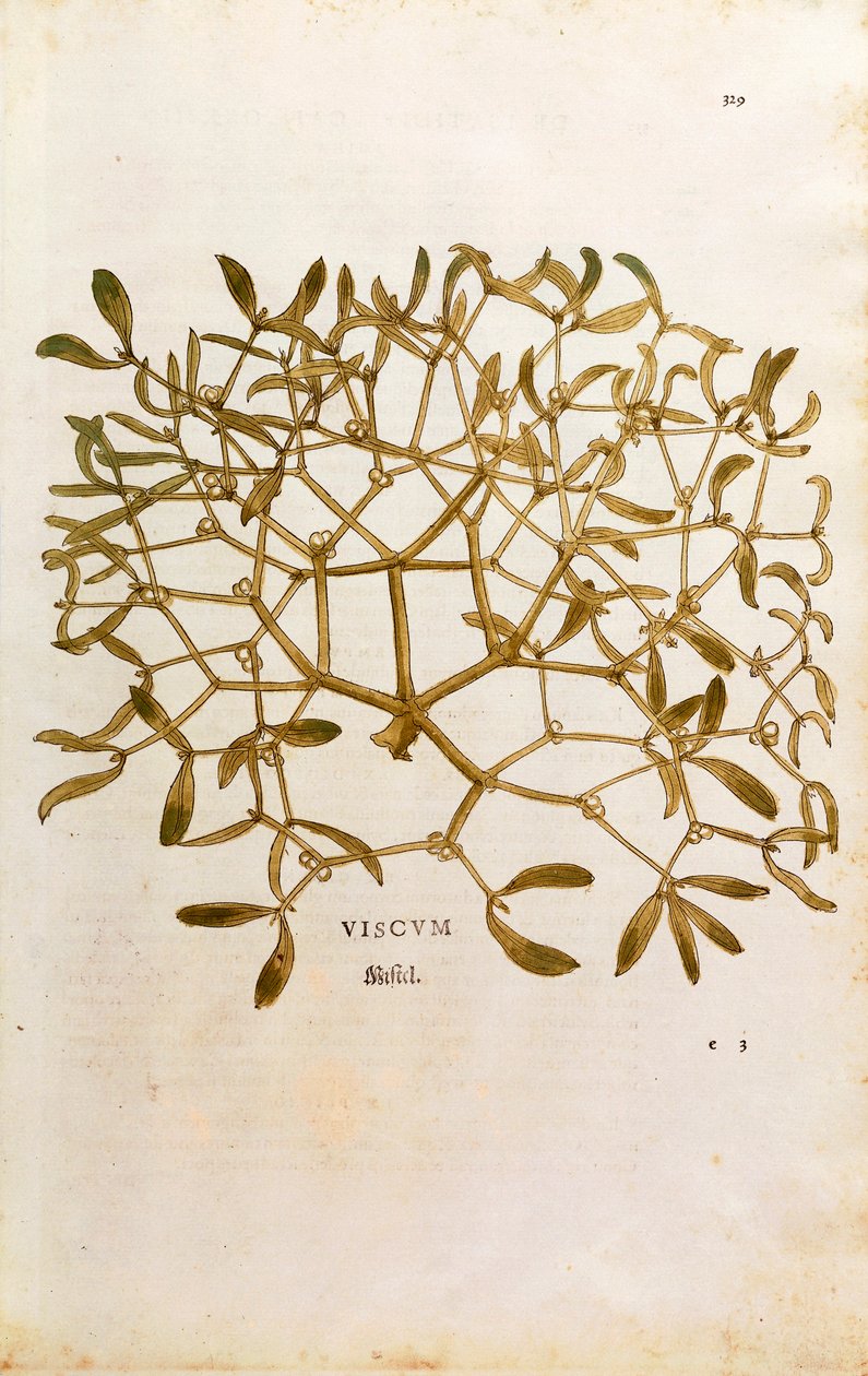 Ökseotu (Viscum albümü) Leonhart Fuchs