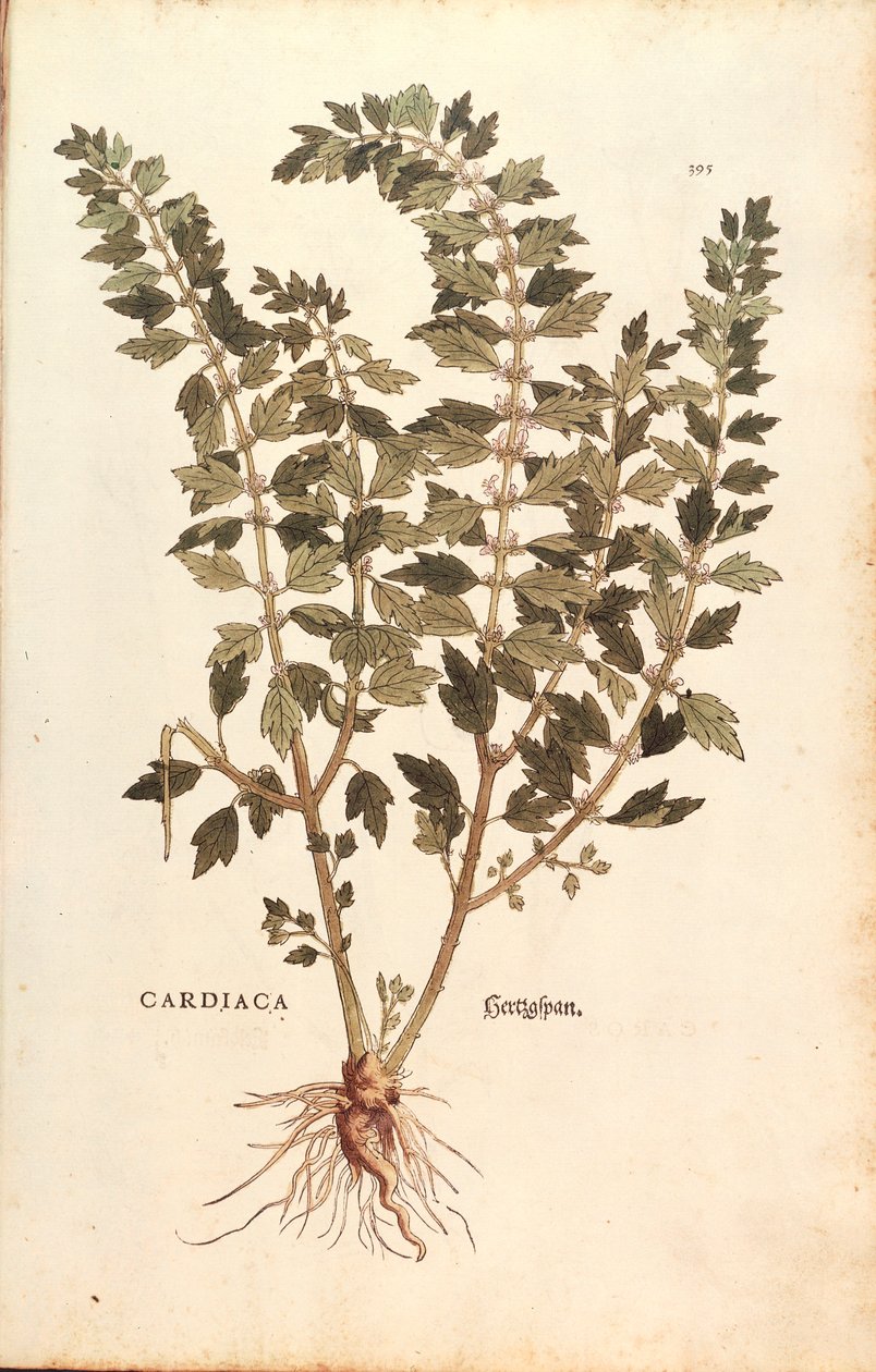 De historia stirpium commentarii insignes (Bitkilerin Tarihi Üzerine Önemli Yorumlar) renkli gravürden Leonhart Fuchs tarafından Motherwort (Leonuruscardia) by Leonhard Fuchs