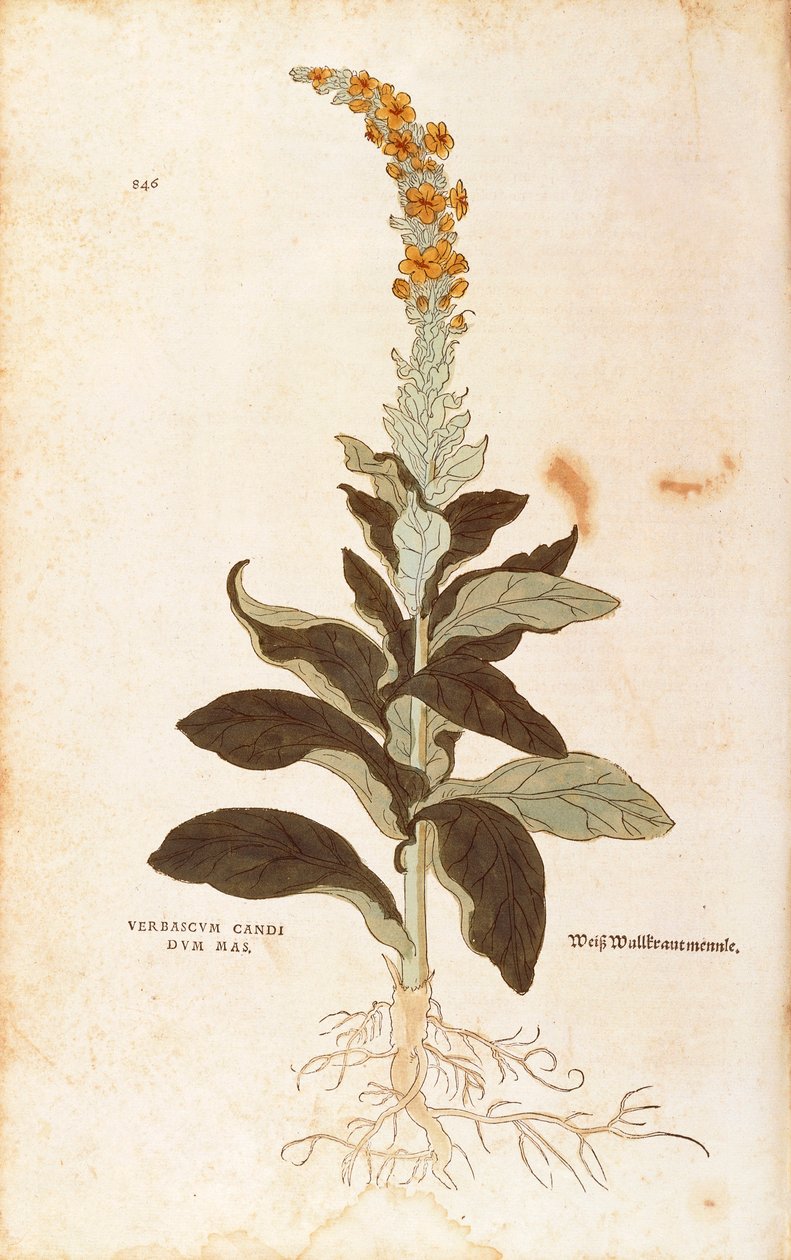 Mullein - Verbascum Thapsus (Verbasco beyaz erkek) Leonhart Fuchs tarafından Irkçılık Tarihinden (Bitkilerin Tarihi Üzerine Önemli Yorumlar), renkli gravür by Leonhard Fuchs