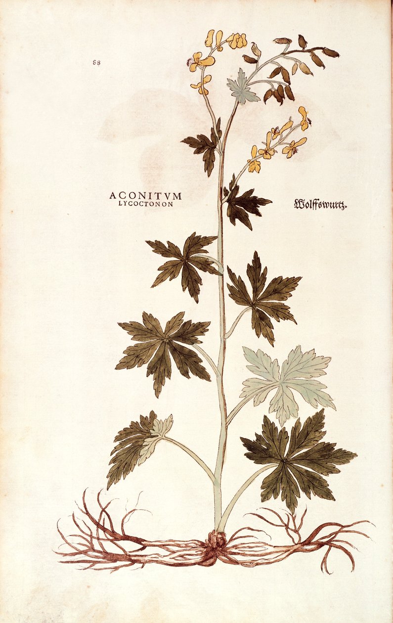 Kuzey Kurtboğan (Aconitum lycoctonum), Leonhart Fuchs tarafından De historia stirpium commentarii insignes (Bitkilerin Tarihi Üzerine Önemli Yorumlar), renkli gravür by Leonhard Fuchs