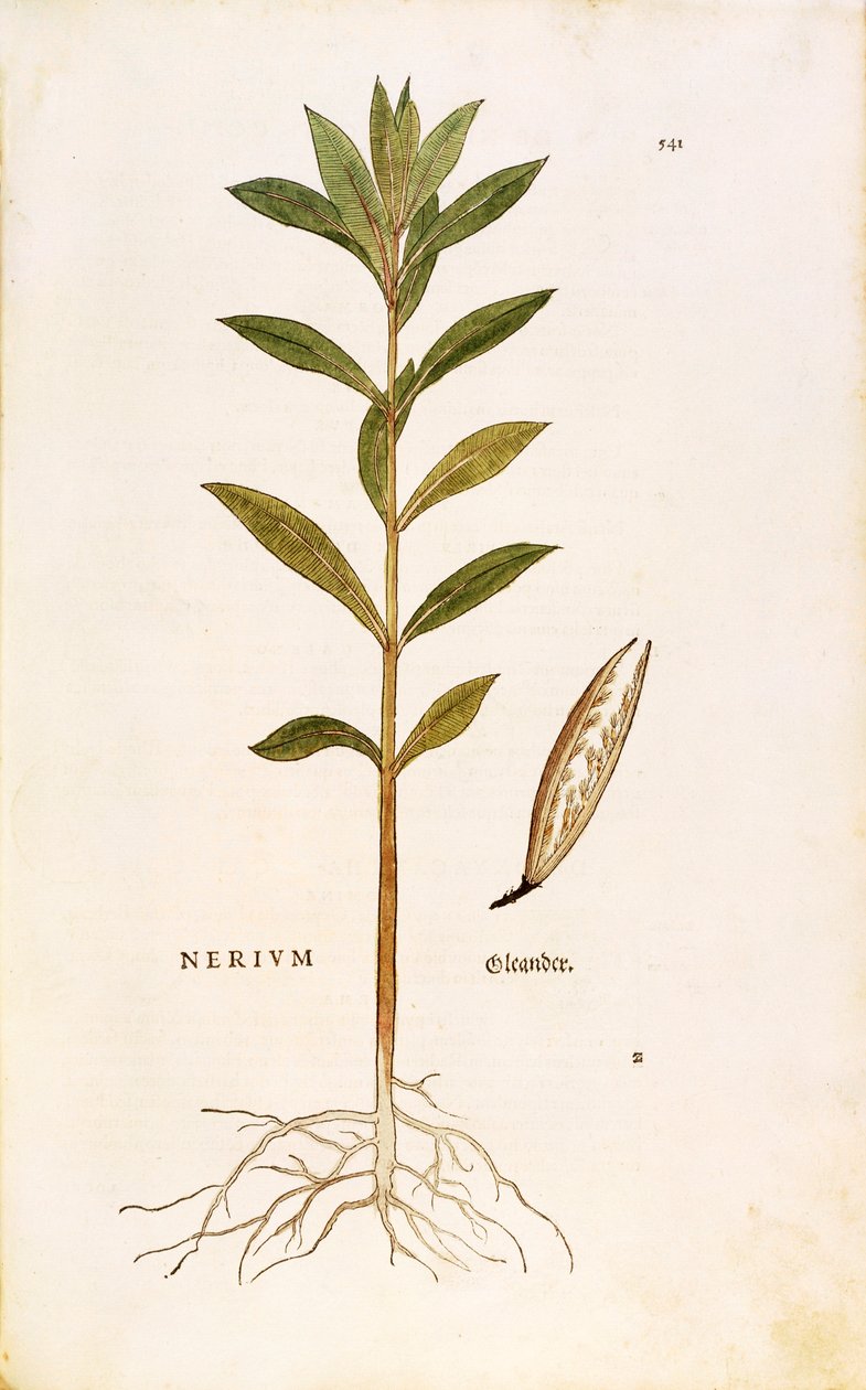 Zakkum (Nerium zakkum) Leonhart Fuchs tarafından De historia stirpium commentarii insignes (Bitkilerin Tarihi Üzerine Önemli Yorumlar), renkli gravür by Leonhard Fuchs