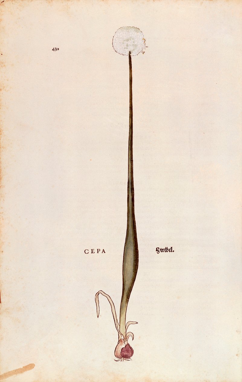 Soğan (Allium cepa), Leonhart Fuchs tarafından De historia stirpium commentarii insignes'den (Bitkilerin Tarihi Üzerine Önemli Yorumlar), renkli gravür by Leonhard Fuchs