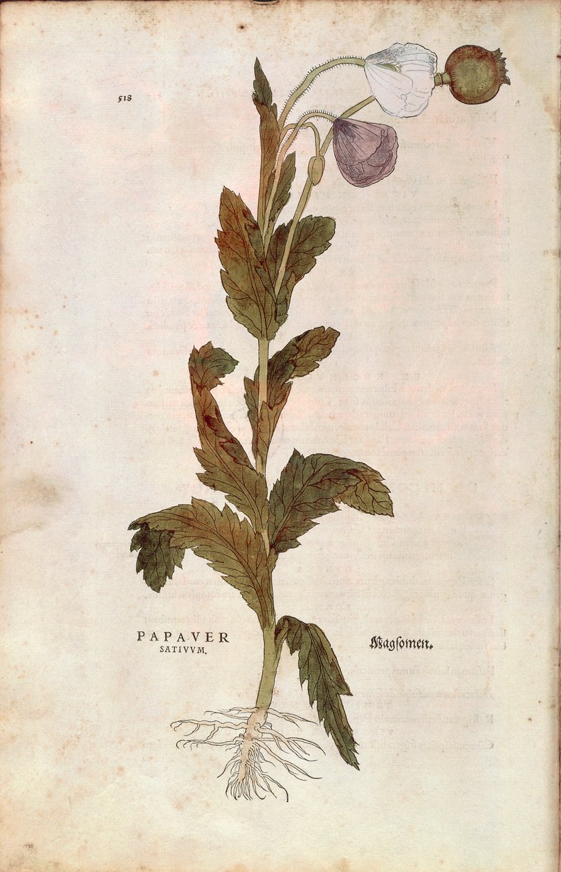 Haşhaş - Papaver somniferum (Papaver satiuum), Leonhart Fuchs tarafından De historia stirpium commentarii insignes (Bitkilerin Tarihi Üzerine Önemli Yorumlar), renkli gravür by Leonhard Fuchs