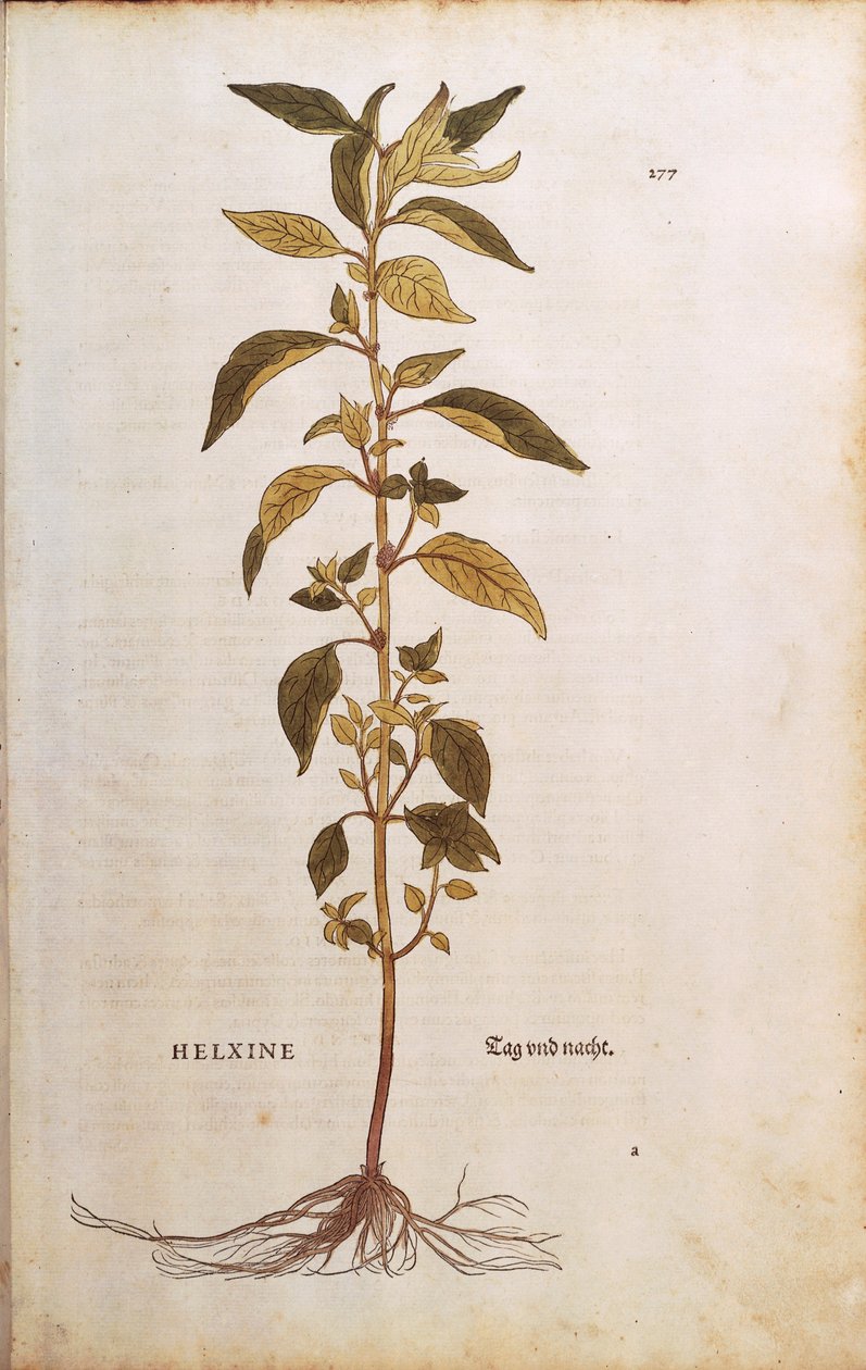 Pellitory-of-the-wall veya lichwort - Parietaria officinalis (Helxine), Leonhart Fuchs