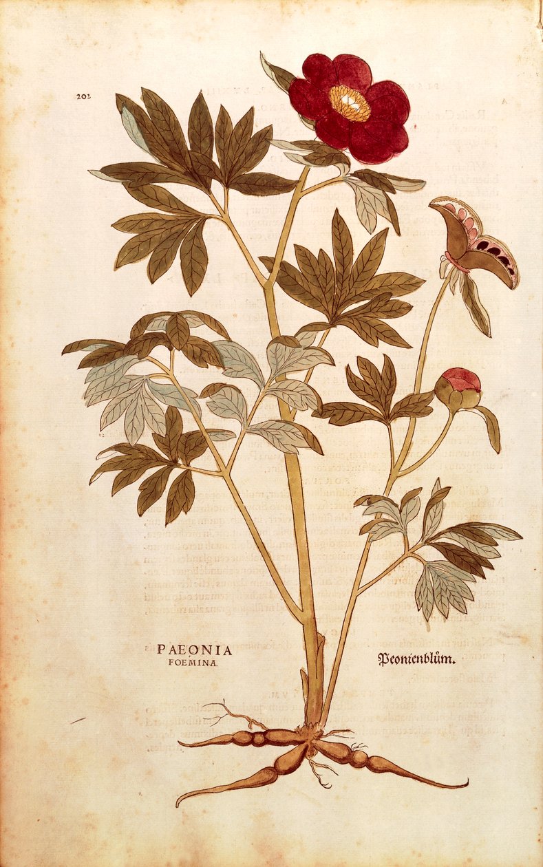Şakayık - Paeonia officinalis (Paeonia foemina), Leonhart Fuchs tarafından De historia stirpium commentarii insignes (Bitkilerin Tarihi Üzerine Önemli Yorumlar), renkli gravür by Leonhard Fuchs