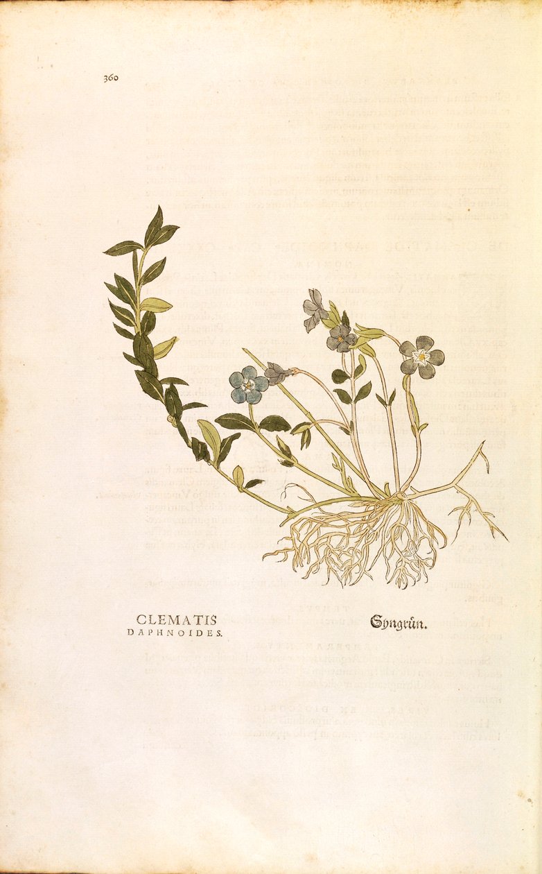 Deniz salyangozu - Vinca minör (Clematis daphnoides) Leonhart Fuchs tarafından De historia stirpium commentarii insignes (Bitkilerin Tarihi Üzerine Önemli Yorumlar), renkli gravür by Leonhard Fuchs