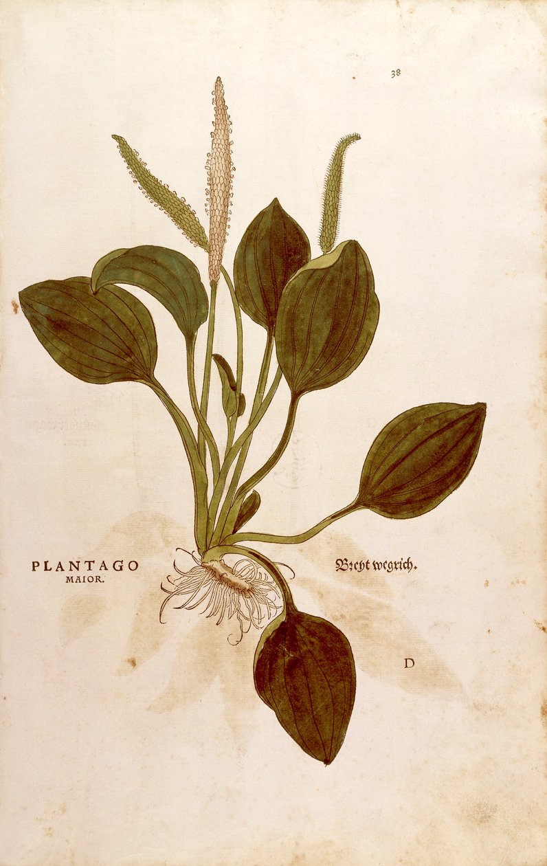 Plantain (Plantago major) Leonhart Fuchs tarafından De historia stirpium commentarii insignes (Bitkilerin Tarihi Üzerine Önemli Yorumlar) renkli gravür by Leonhard Fuchs
