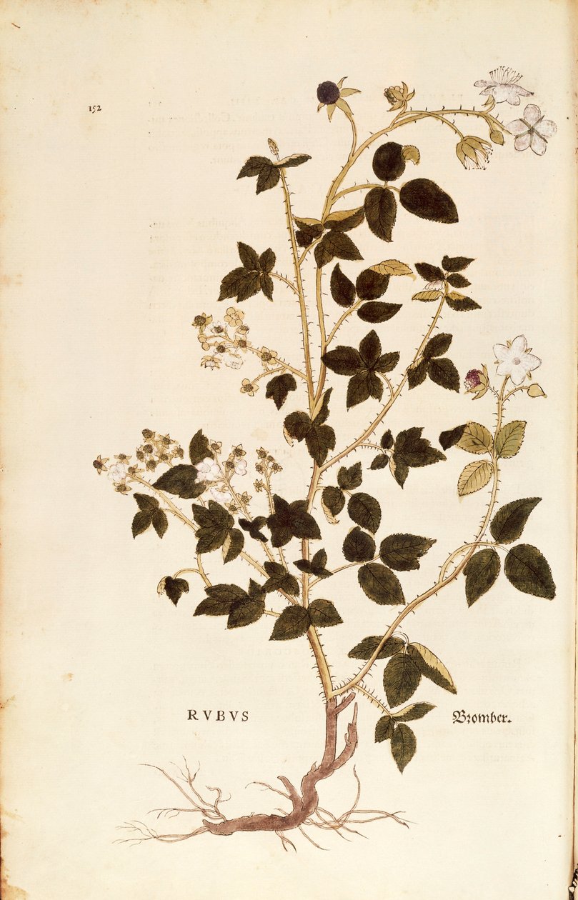 Plaka: De historia stirpium commentarii insignes (Bitkilerin Tarihi Üzerine Önemli Yorumlar), renkli gravürden Leonhart Fuchs tarafından Dewberry (Rubus) by Leonhard Fuchs