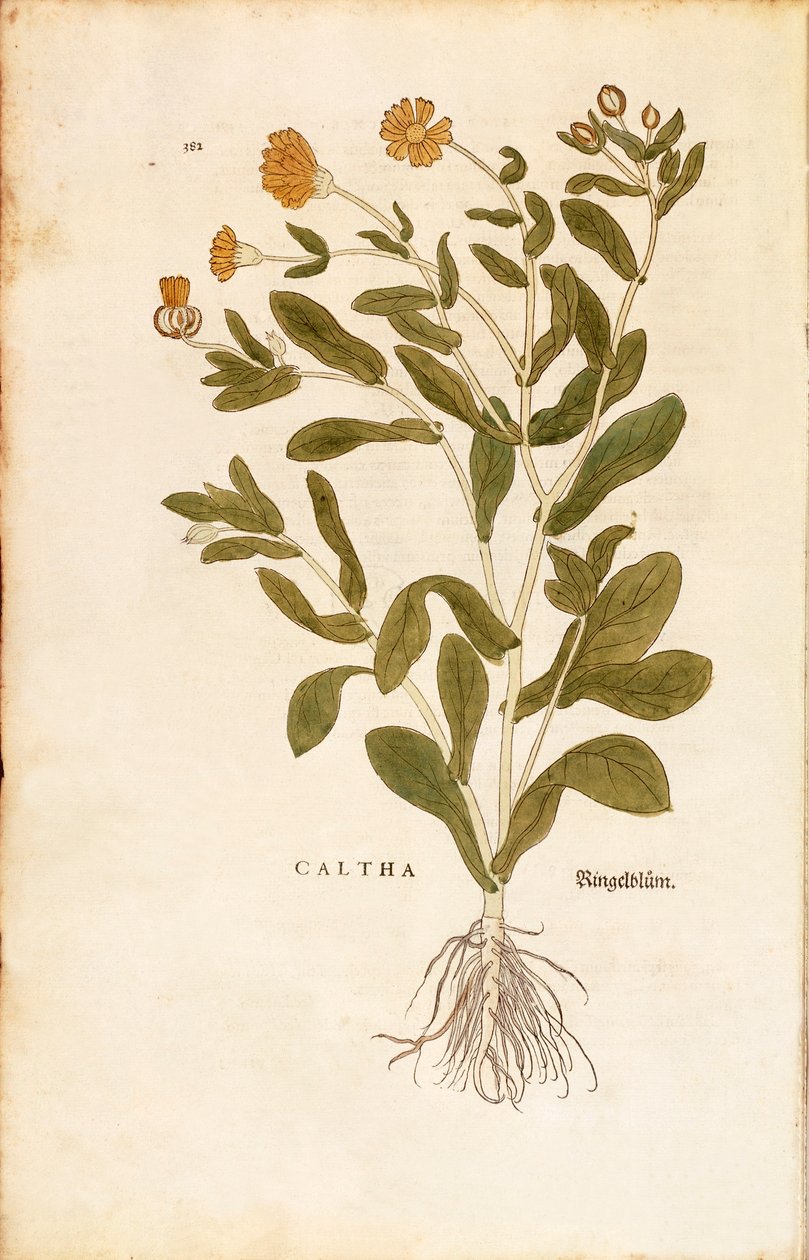 Pot kadife çiçeği - Calendula officinalis (Caltha), Leonhart Fuchs tarafından De historia stirpium commentarii insignes (Bitkilerin Tarihi Üzerine Önemli Yorumlar) renkli gravür by Leonhard Fuchs