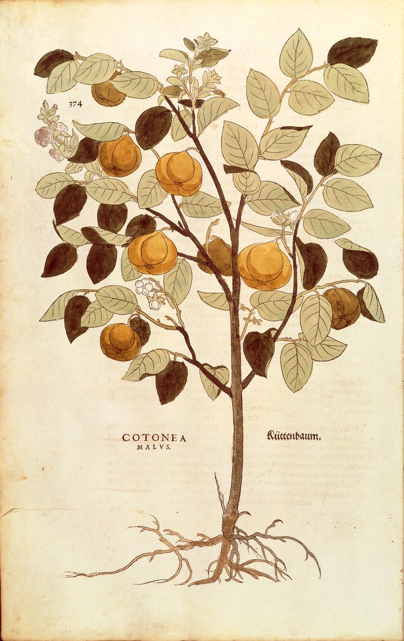 Ayva - Cydonia oblonga (Cotonea malus), Leonhart Fuchs tarafından De historia stirpium commentarii insignes (Bitkilerin Tarihi Üzerine Önemli Yorumlar), renkli gravür by Leonhard Fuchs