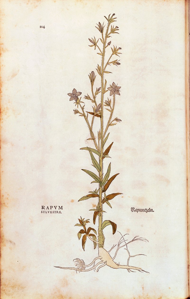 Rampion çan çiçeği - Campanula rapunculus (Rapum sylvestre), Leonhart Fuchs tarafından De historia stirpium commentarii insignes (Bitkilerin Tarihi Üzerine Önemli Yorumlar) renkli gravür by Leonhard Fuchs