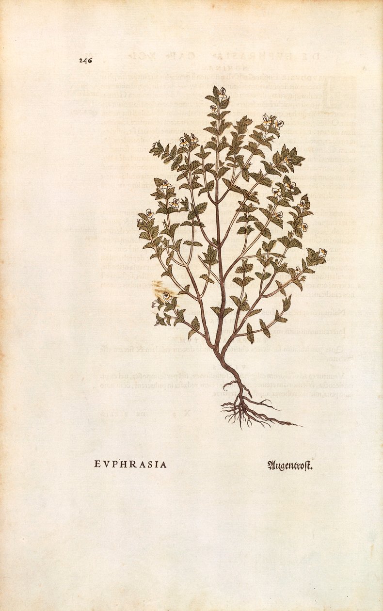 Kırmızı Eyebright (Euphrasia officinalis) Leonhart Fuchs tarafından De historia stirpium commentarii insignes (Bitkilerin Tarihi Üzerine Önemli Yorumlar) renkli gravür by Leonhard Fuchs