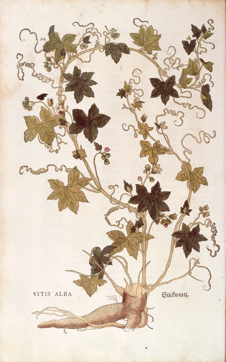 Kırmızı bryony - Bryonia dioica (Vitis alba), Leonhart Fuchs tarafından De historia stirpium commentarii insignes (Bitkilerin Tarihi Üzerine Önemli Yorumlar), renkli gravür by Leonhard Fuchs