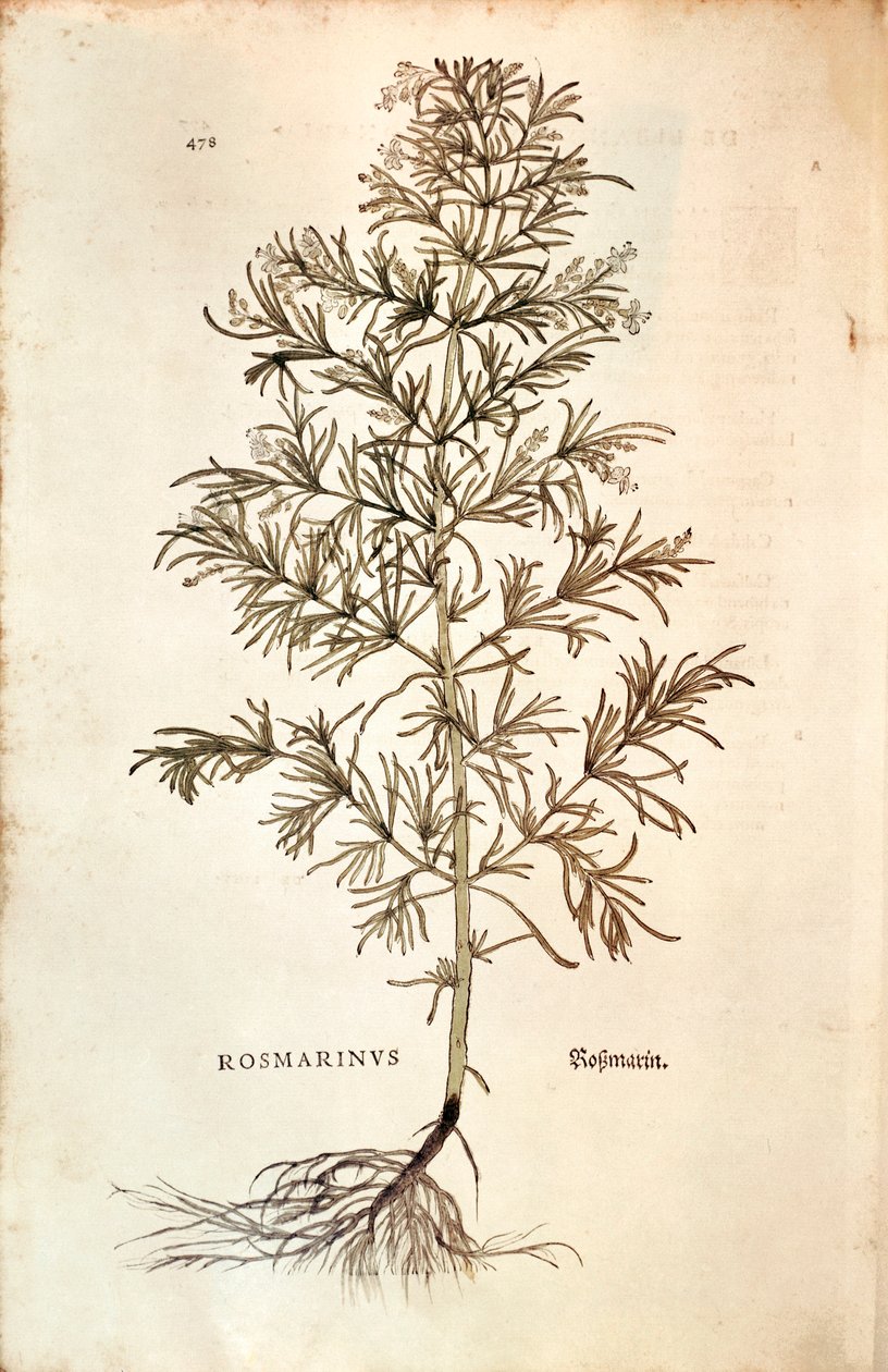 Biberiye, Rosmarinus Officinalis (Rosmarinus). renkli gravür by Leonhard Fuchs