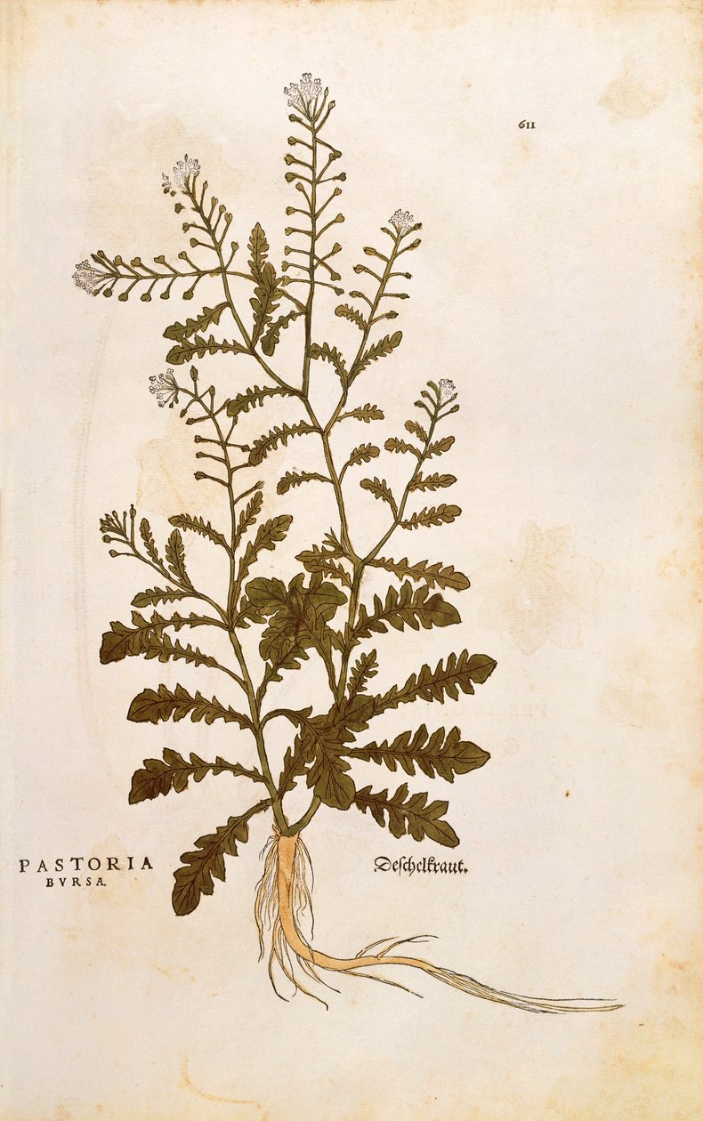 Çoban çantası - Capsella bursa-pastoris (Pastoria bursa), Leonhart Fuchs tarafından De historia stirpium commentarii insignes (Bitkilerin Tarihi Üzerine Önemli Yorumlar) renkli gravür by Leonhard Fuchs