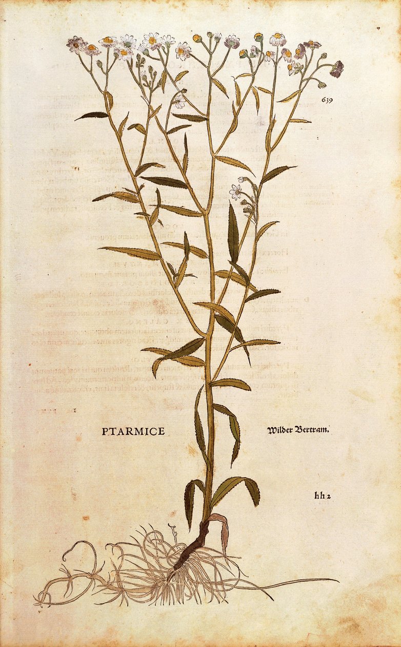 Sneezewort - Achillea ptarmica (Ptarmice) Leonhart Fuchs tarafından De historia stirpium commentarii insignes (Bitkilerin Tarihi Üzerine Önemli Yorumlar) renkli gravür by Leonhard Fuchs