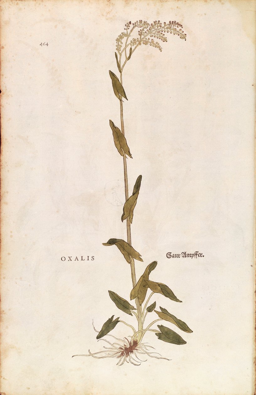 Kuzukulağı veya Ispanak dok - Rumex acetosa (Oxalis) Leonhart Fuchs tarafından De historia stirpium commentarii insignes (Bitkilerin Tarihi Üzerine Önemli Yorumlar) renkli gravür by Leonhard Fuchs