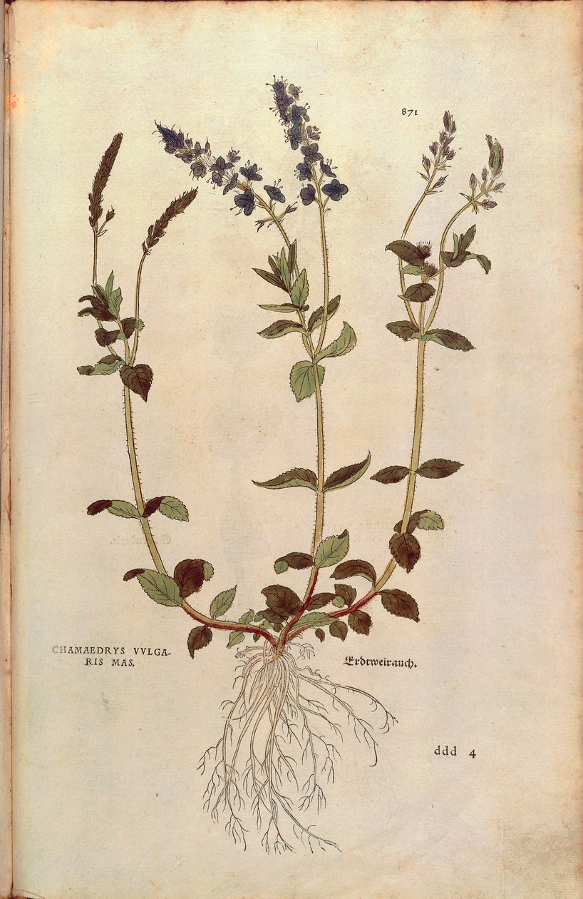Speedwell - Veronica officinalis veya Kompakt mavi sürat teknesi - Veronica allionii (Chamaedrys vulgaris mas) Leonhart Fuchs tarafından De historia stirpium commentarii insignes (Bitkilerin Tarihi Üzerine Önemli Yorumlar) renkli gravür by Leonhard Fuchs