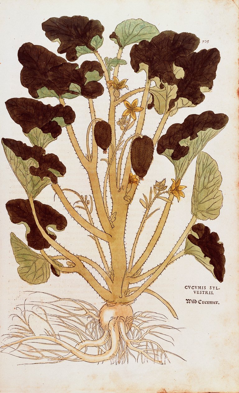 Salatalık fışkırtma - Ecballium elaterium (Cucumis sylvestris), Leonhart Fuchs