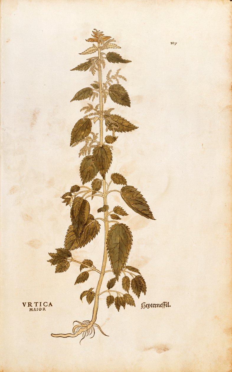 Isırgan otu - Urtica dioica (Urtica maior), Leonhart Fuchs tarafından De historia stirpium commentarii insignes (Bitkilerin Tarihi Üzerine Önemli Yorumlar), renkli gravür by Leonhard Fuchs