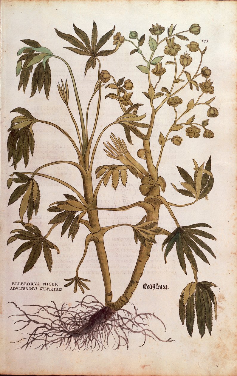 Kokuşmuş Hellebore veya Dungwort - Helleborus foetidus (Helleborus niger adulterinus sylvestris) Leonhart Fuchs tarafından De historia stirpium commentarii insignes (Bitkilerin Tarihi Üzerine Önemli Yorumlar), renkli gravür by Leonhard Fuchs