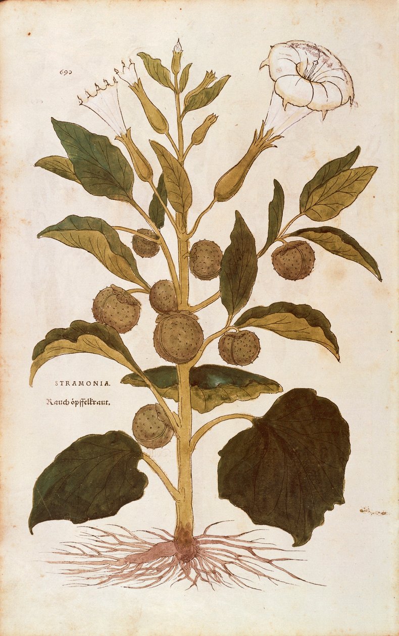 Dikenli elma veya jimson otu - Datura stramonium (Strmonia), Leonhart Fuchs tarafından De historia stirpium commentarii insignes (Bitkilerin Tarihi Üzerine Önemli Yorumlar), renkli gravür by Leonhard Fuchs