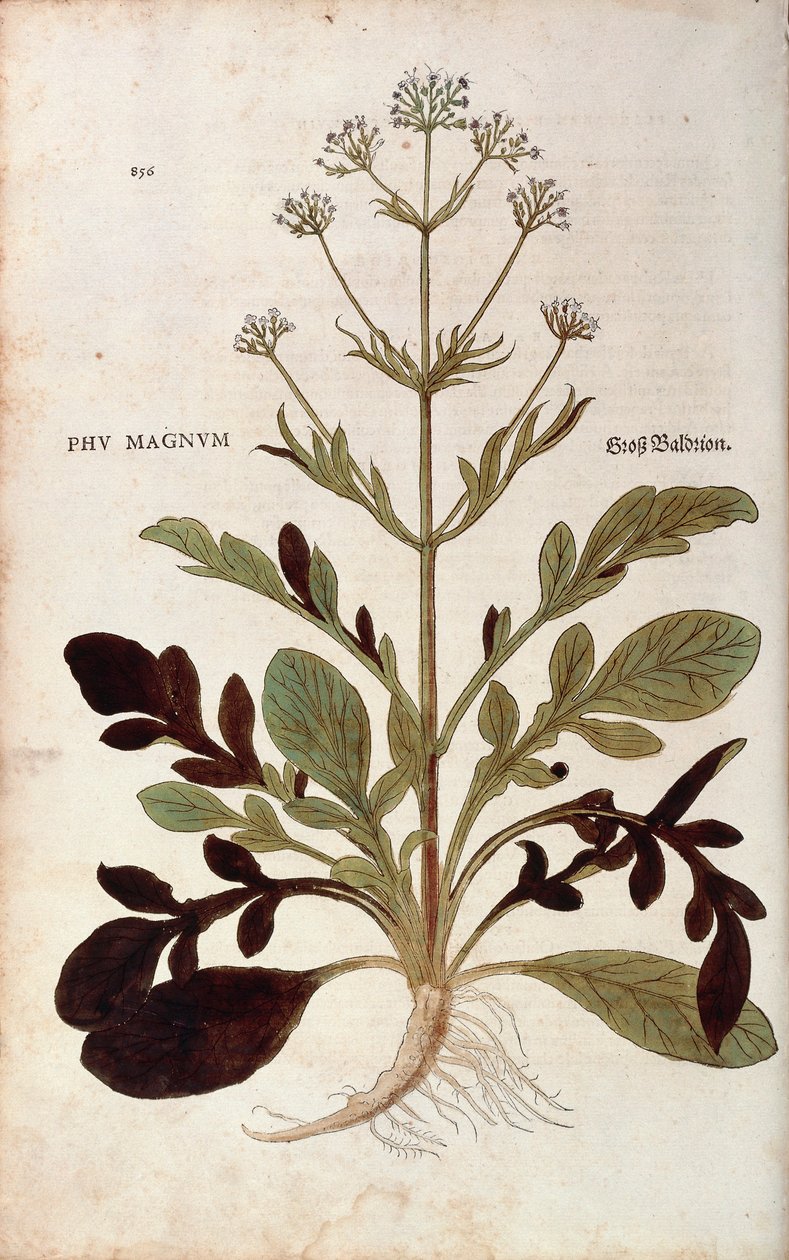 Kediotu - Valeriana officinalis (Phu magnum) Leonhart Fuchs tarafından De historia stirpium commentarii insignes (Bitkilerin Tarihi Üzerine Önemli Yorumlar) renkli gravür by Leonhard Fuchs