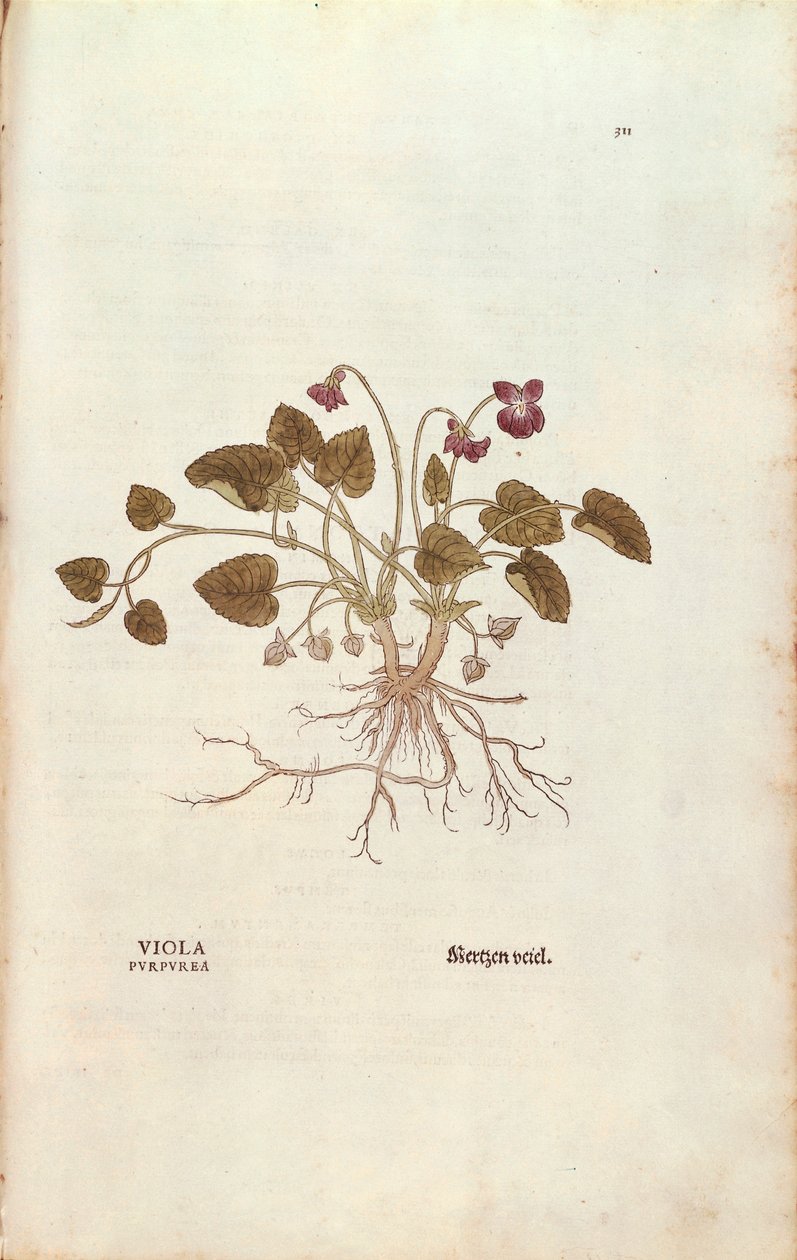 Menekşe (Viola odorata), Leonhart Fuchs tarafından De historia stirpium commentarii insignes (Bitkilerin Tarihi Üzerine Önemli Yorumlar), renkli gravür by Leonhard Fuchs